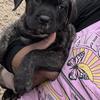 Corso pup
