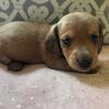Miniature Dachshund