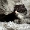 Female Persian kitten ready soon! 