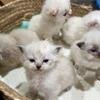Siberian Neva Masquerade Kittens