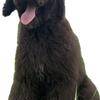 Carrie AKC Standard Poodle