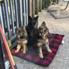 German Shepard Puppies