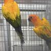 Proven pair sun conures 