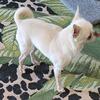 AKC Chihuahua STUD SERVICE Available