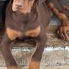Doberman puppy