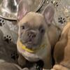 Top-Quality healthy French bulldog Puppies. 