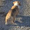 Pembroke Welsh Corgi - Male