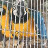 Blue and Gold Macaws Pair