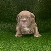 American Bully Micro Exotic Bully Puppies