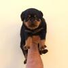 World Class AKC European Rottweiler Puppies