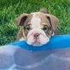 10 weeks old AKC English bulldog puppy