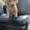 AKC Golden retriever puppy 