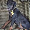 WEEKEND SPECIAL Beautiful Doberman Pinscher Puppies 