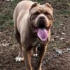 North American male 1yrs old huge boy!!!