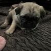 Pug puppies 