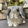 Holland Lop Bunny Rabbit