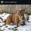 olde English Bulldogge pups