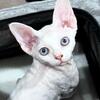 Devon Rex Kitten