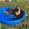 German shepherd 