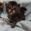 CFA Persian Kittens will be ready December 15th