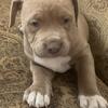American bully puppy’s really to be rehomed