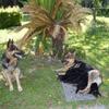 AKC KIRSCHENTAL GSD LINEAGE Columbia SC