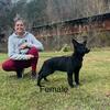 AKC Solid Black Female German Shepherd Pup