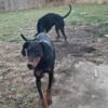 Doberman Females