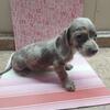 Miniature Dachshunds Puppy