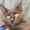 "MILA" BLUE SMOKE MAINE COON FEMALE RETIRED SPAYED