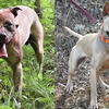 American Pit Bull Terriers (ADBA)