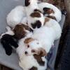 King Charles Spaniel/Maltese $ 300  2 girls &5 boys,1stShots adorable  Text,5406341206