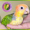 White Bellied Caique
