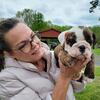 AKC ENGLISH BULLDOG puppies 