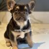 Full Fluffy French Bulldog  | Lilac-Chocolate  | Near Milwaukee 