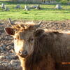Dexter Cattle For Sale