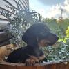 Dachshund puppies 