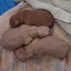 Toy poodles 