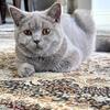 Lilac British shorthair female kitten