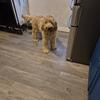 Selling a fun and silly Goldendoodle