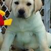 AKC Registered Yellow Labrador Male Puppy