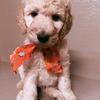 Standard Poodle Puppies