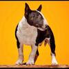 Bull Terrier Puppies