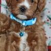 Waylon Male Mini Goldendoodle
