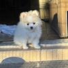  Sweet Pomeranian Babies Ready for a Loving Home 