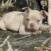 FRENCHTON PUPPIES FOR SALE
