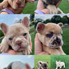 French bulldogs puppy’s 