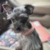 Tea cup Yorkie/schnazur mix 