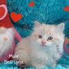4 Pedigree Ragdoll Kittens 2 Female & 2 Male