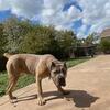 Young female Cane Corso Available
